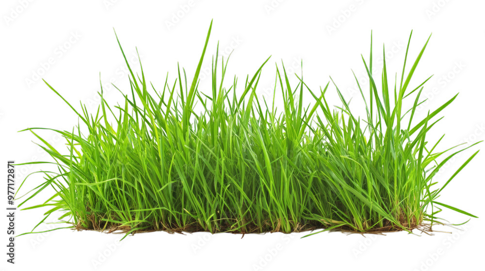 Grass isolated on transparent background, PNG, cut out Grass isolated on transparent background, PNG, cut out