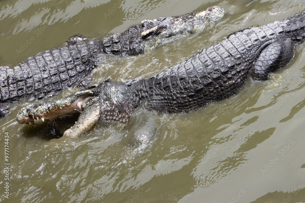 A Crocodile in the water eats meat. The Hungry crocodile tearing meat. A Crocodile in the water eats meat. The Hungry crocodile tearing meat.