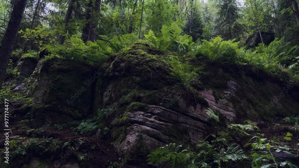 beautiful atmospheric and mystical path in the forest. wooden stairs up in the forest. eco-trail concept, nature of Karelia, Paaso beautiful atmospheric and mystical path in the forest. wooden stairs up in the forest. eco-trail concept, nature of Karelia, Paaso