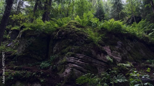 beautiful atmospheric and mystical path in the forest. wooden stairs up in the forest. eco-trail concept, nature of Karelia, Paaso photo