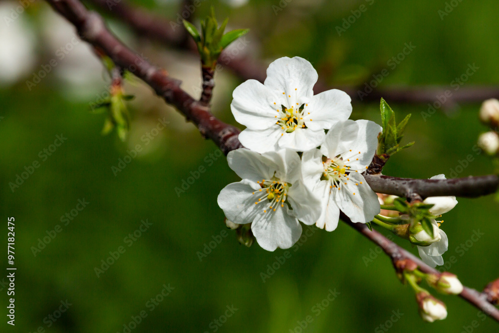 Branches of flowering sand cherry tree covered in white blossoms