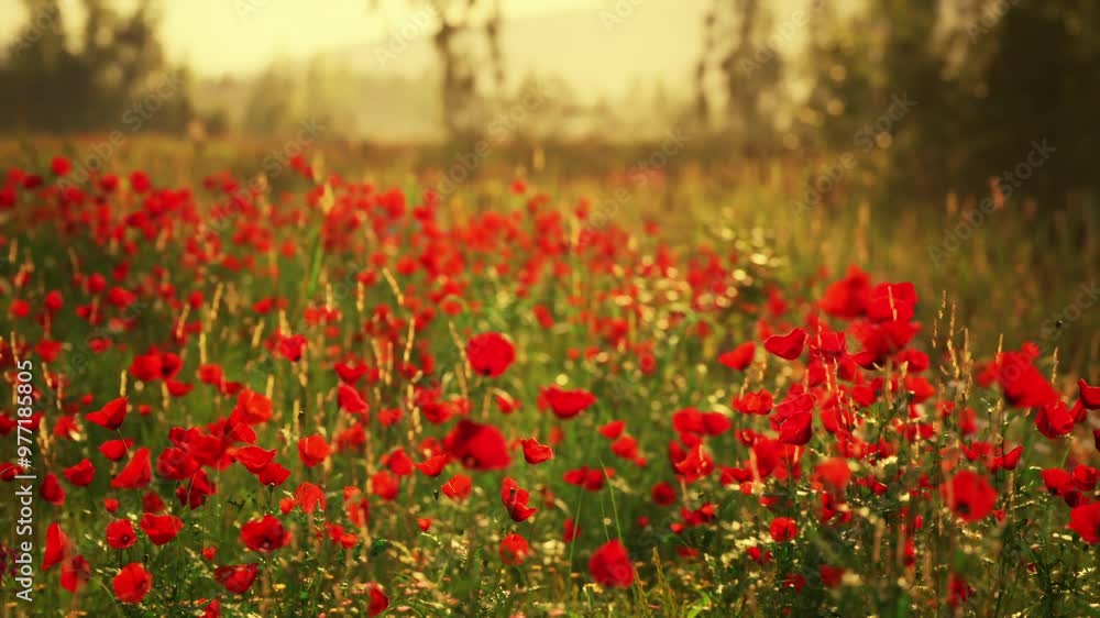 A breathtaking display of crimson poppies fills the lush field, illuminated by warm sunlight during the golden hour. This tranquil setting captures natures colorful beauty. A breathtaking display of crimson poppies fills the lush field, illuminated by warm sunlight during the golden hour. This tranquil setting captures natures colorful beauty.