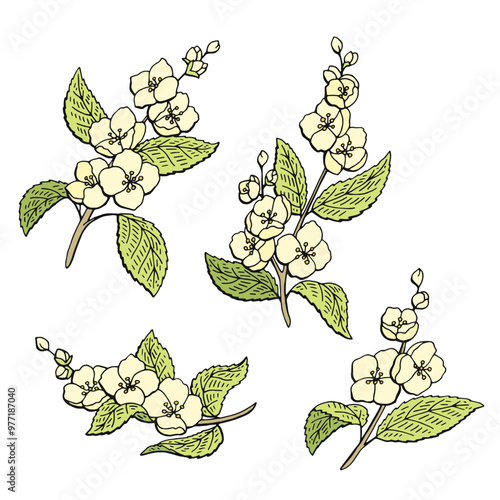 Jasmine flower graphic color isolated sketch illustration vector