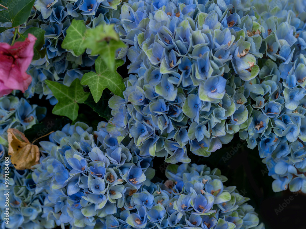 Blaue Blüte Gartenhortensie Blaue Blüte Gartenhortensie