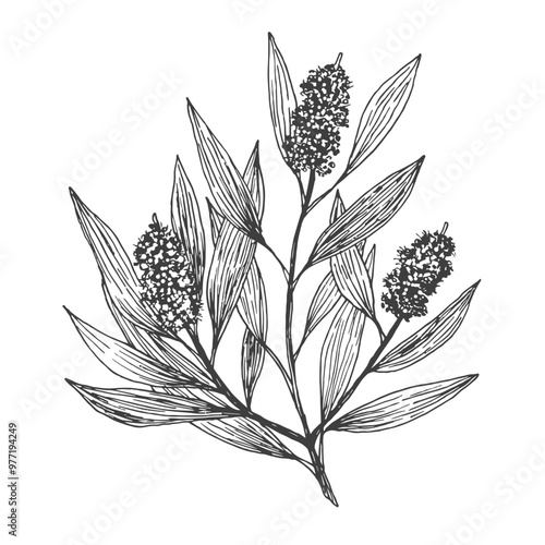 Tea tree branch, sketch in vector, design element. Botanical drawing in engraving style.