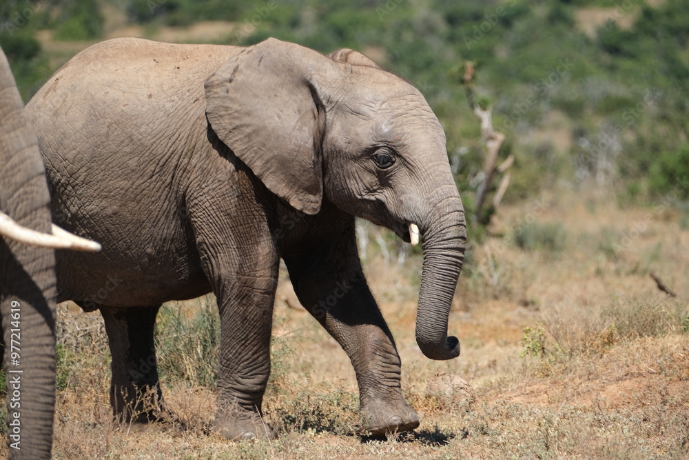 Fototapeta premium Small elephant with tiny tusks smiling and moving its trunk