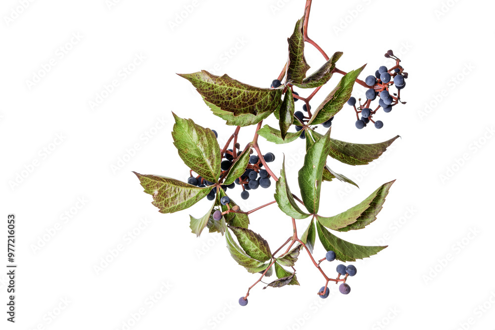 Obraz premium A branch with fruits of a wild vine