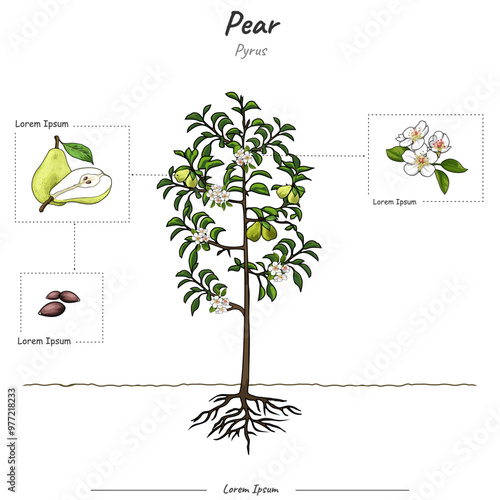 Parts of pear illustration