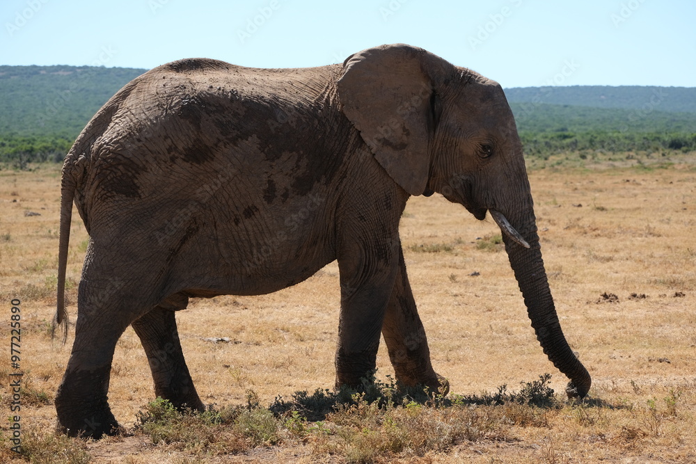 Fototapeta premium Elephant looking sideways smiling and walking in the dead grass