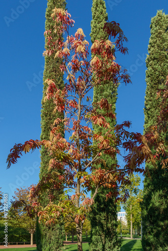 Sourwood tree (Oxydendrum arboreum) in red leaves and yellow seeds  and Cupressus sempervirens or Mediterranean cypress. In city Park Krasnodar or Galitsky Park in autumn 2023 photo