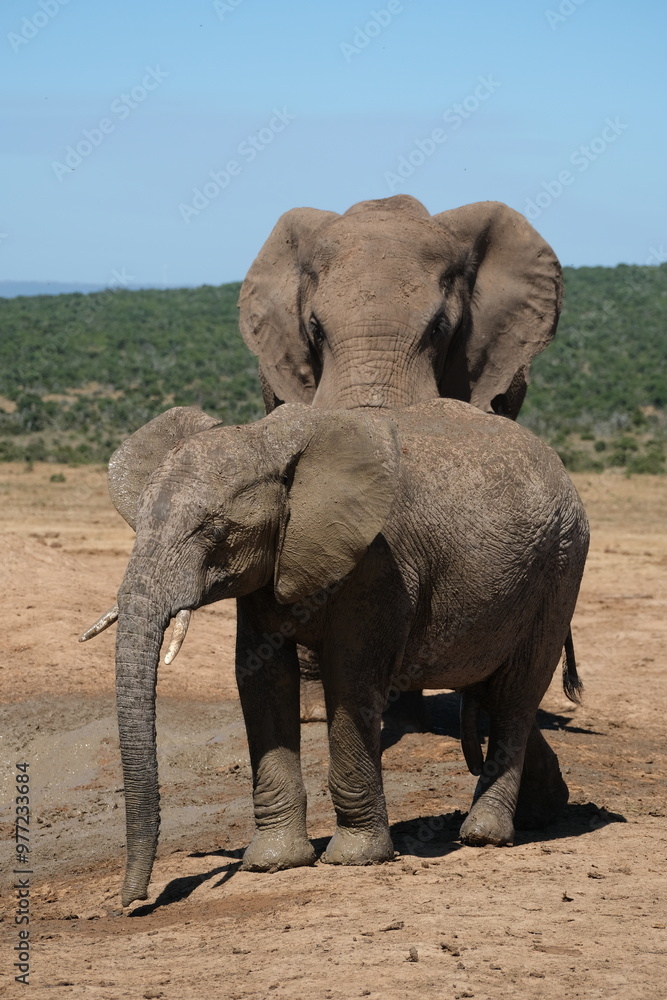 Small elephant with small tusks walking in front of a bigger elephant on a muddy path Small elephant with small tusks walking in front of a bigger elephant on a muddy path