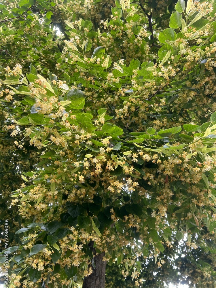 Beautiful linden tree with blossoms and green leaves, low angle view Beautiful linden tree with blossoms and green leaves, low angle view