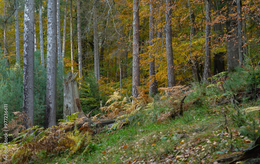 Morgenstimmung im Forst, Mischwald herbstlich Morgenstimmung im Forst, Mischwald herbstlich