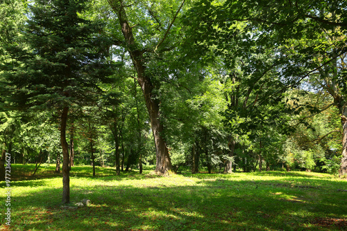 Fototapeta Naklejka Na Ścianę i Meble -  Beautiful trees with green leaves in forest