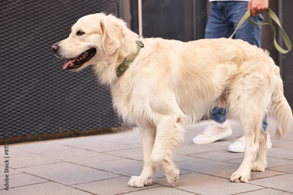 Cute Golden Retriever dog walking with owner outdoors, closeup Cute Golden Retriever dog walking with owner outdoors, closeup