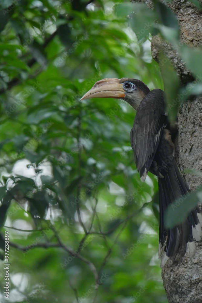 Fototapeta premium White-throated Brown Hornbill Feeding the baby in the burrow