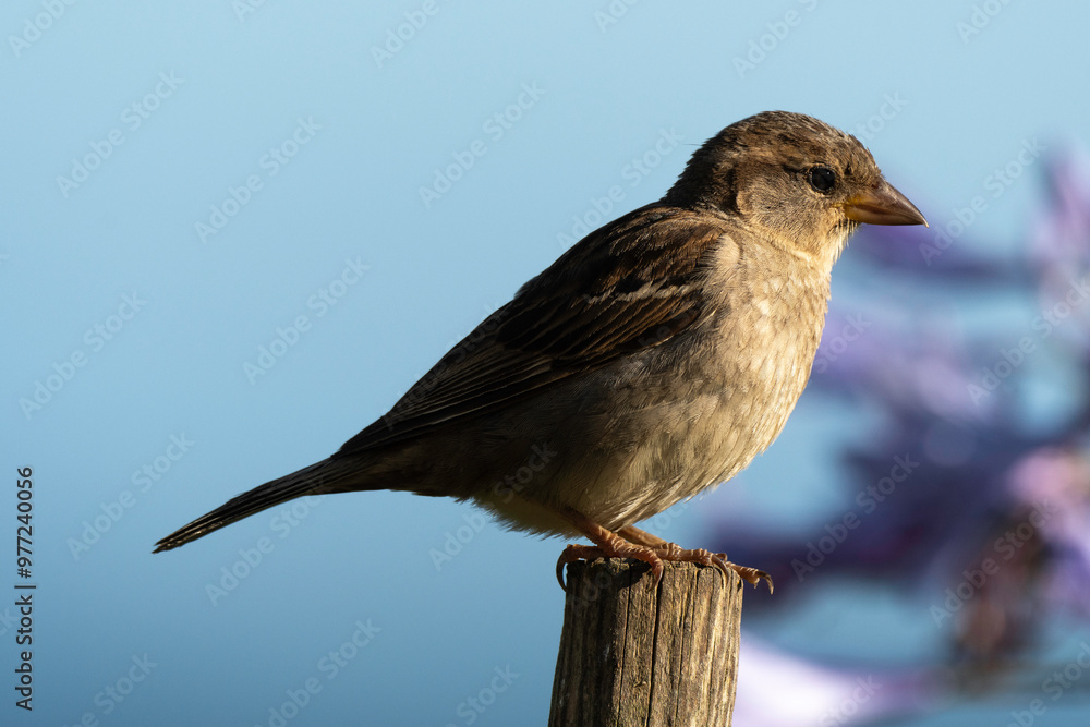 Moineau domestique, .Passer domesticus, House Sparrow Moineau domestique, .Passer domesticus, House Sparrow