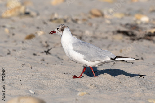 Mouette rieuse,.Chroicocephalus ridibundus, Black headed Gull photo