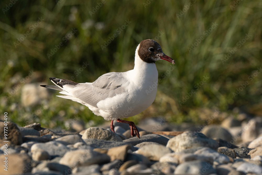 Mouette rieuse,.Chroicocephalus ridibundus, Black headed Gull Mouette rieuse,.Chroicocephalus ridibundus, Black headed Gull