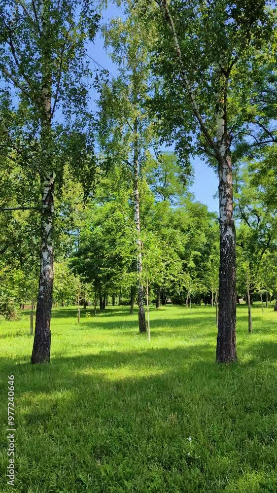 Birch trees in the park on a sunny summer day. Vertical video Birch trees in the park on a sunny summer day. Vertical video