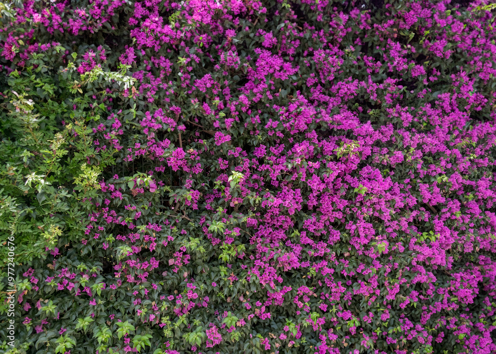 Vibrant Pink Bougainvillea in Full Bloom