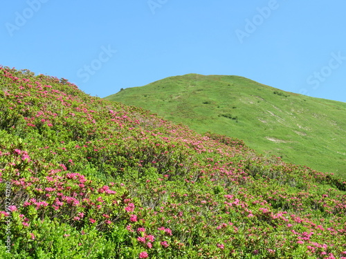 Blumenwiese im Sommer photo