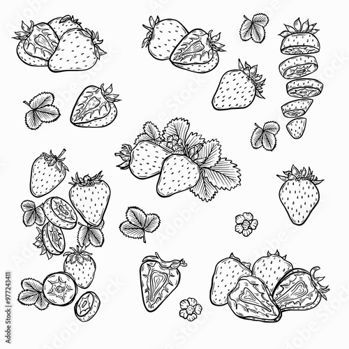line drawing strawberry. Vintage strawberry fruits blossom and branches for juice label. Vector black ink outline food sketch illustrations with juicy piece and peel fruit for health fresh drinks
