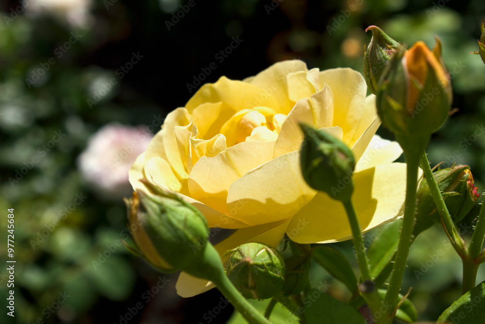 one yellow rose close-up on a bush in the garden one yellow rose close-up on a bush in the garden