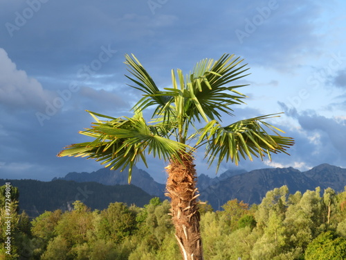 Bäume vor Bergen photo