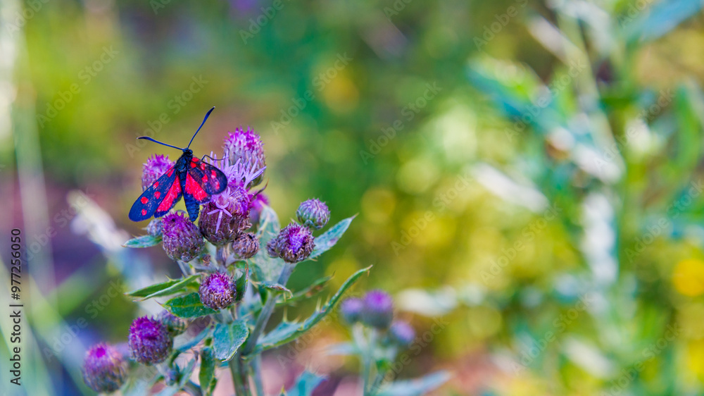 Butterfly with red dots wings on a flower, on a green plant. Outdoors view with selective focus. Blurred green plants on the background. Butterfly with red dots wings on a flower, on a green plant. Outdoors view with selective focus. Blurred green plants on the background.