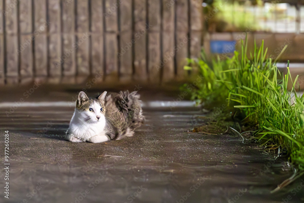 Fototapeta premium 野良猫 