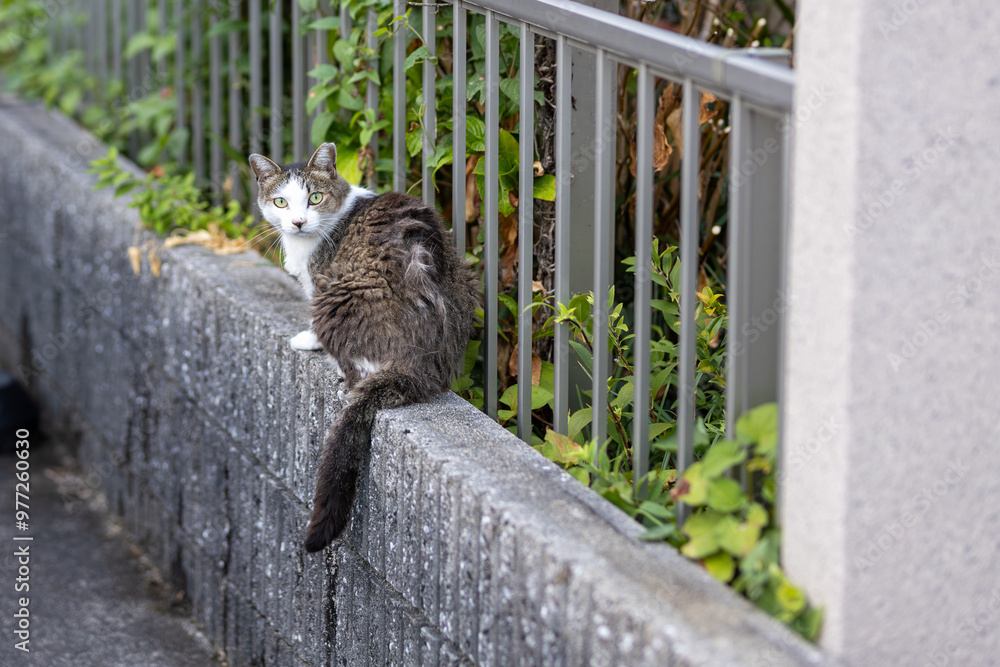 Obraz premium 野良猫 
