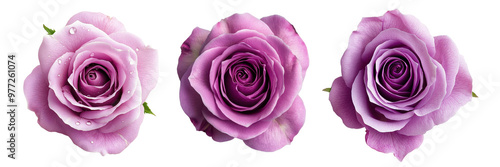 Beautiful arrangement of three purple roses showcasing their delicate petals and vibrant colors, perfect for floral designs, transparent background.