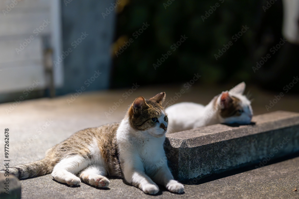 野良猫
野良猫