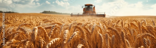Expansive wheat field during harvest, a tractor working under a clear sky with golden grains swaying
