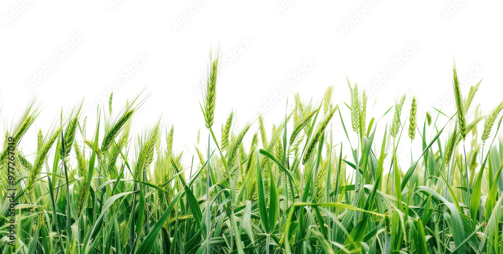 PNG Field nature agriculture backgrounds. PNG Field nature agriculture backgrounds.