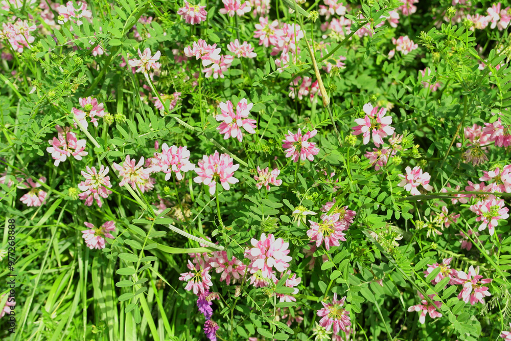 Fototapeta premium Wild pink flowers of the Panarotta forest, Trentino Alto Adige, Italy