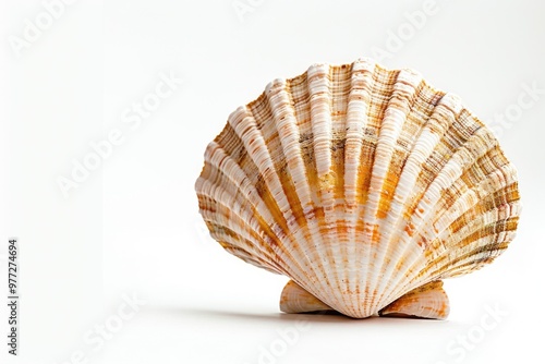 A close-up view of a shell on a white surface, perfect for use in still life or nature photography