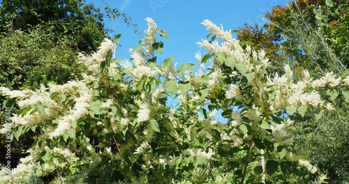 (Reynoutria japonica) Schrub of Japanese knotweed or Asian knotweed with panicles of whitish-cream flowers and green rolled leaves heart-like swaying lightly in a slight breeze
 photo