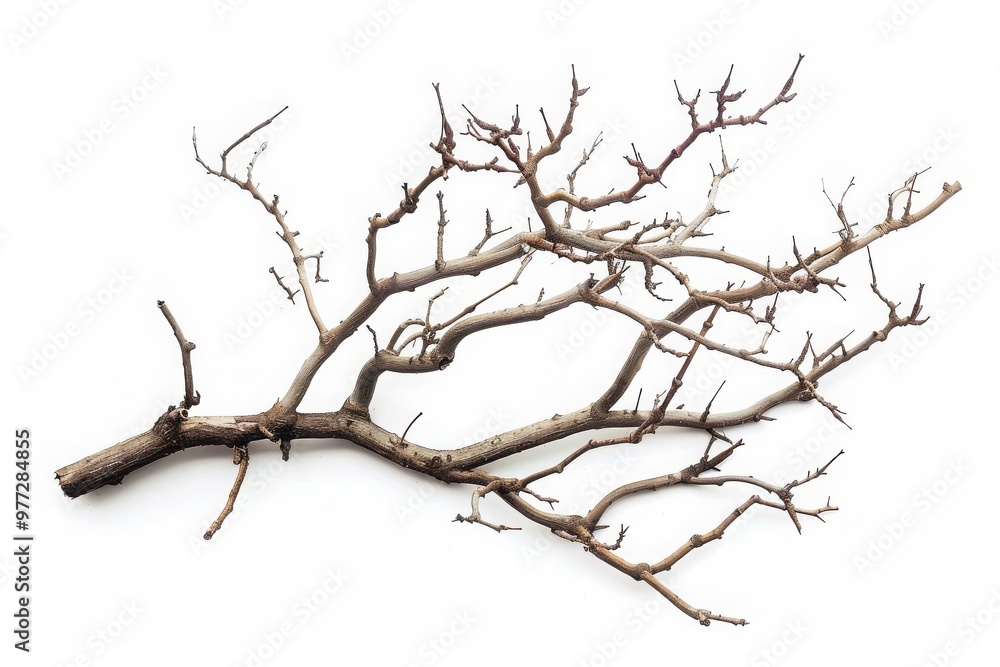 Dry tree branches isolated on white background