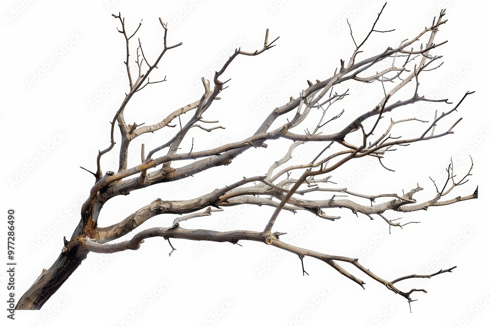 Fototapeta premium Dry tree branches isolated on white background