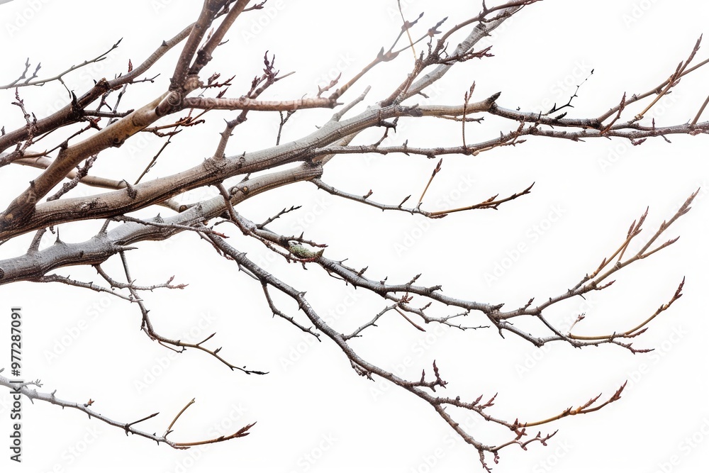 Dry tree branches isolated on white background Dry tree branches isolated on white background
