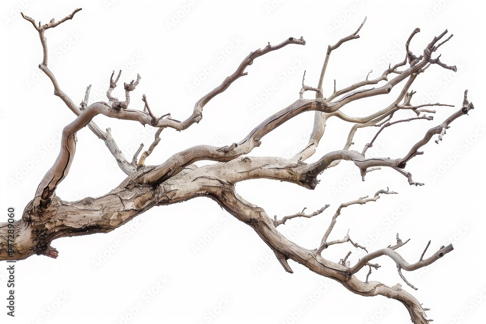 Dry tree branches isolated on white background