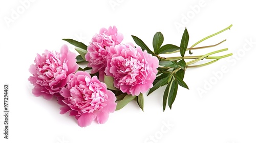 A beautiful arrangement of peonies on a white background, showcasing their delicate petals and vibrant colors, perfect for floral designs and elegant decor.