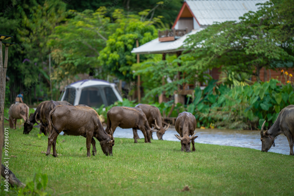 buffalo family go to grass field beside the river to eat plant to be their food in urban life style at Chiang dao ,chaingmai ,thailand buffalo family go to grass field beside the river to eat plant to be their food in urban life style at Chiang dao ,chaingmai ,thailand