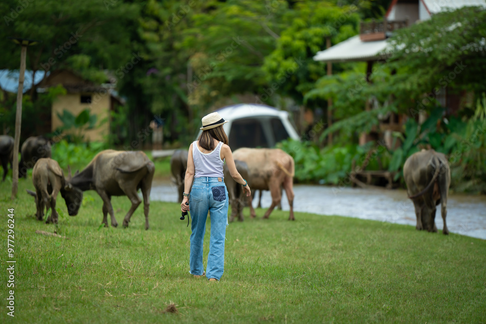 animals cows , buffalo, dog and people lifestyle is peaceful and calm in urban life muaeng kong Chiang dao chiangmai thailand animals cows , buffalo, dog and people lifestyle is peaceful and calm in urban life muaeng kong Chiang dao chiangmai thailand