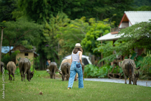 animals cows , buffalo, dog and people lifestyle is peaceful and calm in urban life  muaeng kong Chiang dao chiangmai thailand  photo