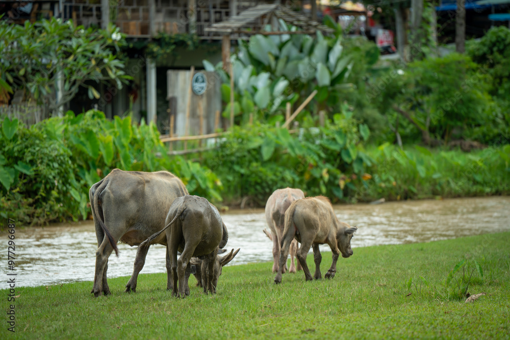 animals cows , buffalo, dog and people lifestyle is peaceful and calm in urban life muaeng kong Chiang dao chiangmai thailand animals cows , buffalo, dog and people lifestyle is peaceful and calm in urban life muaeng kong Chiang dao chiangmai thailand