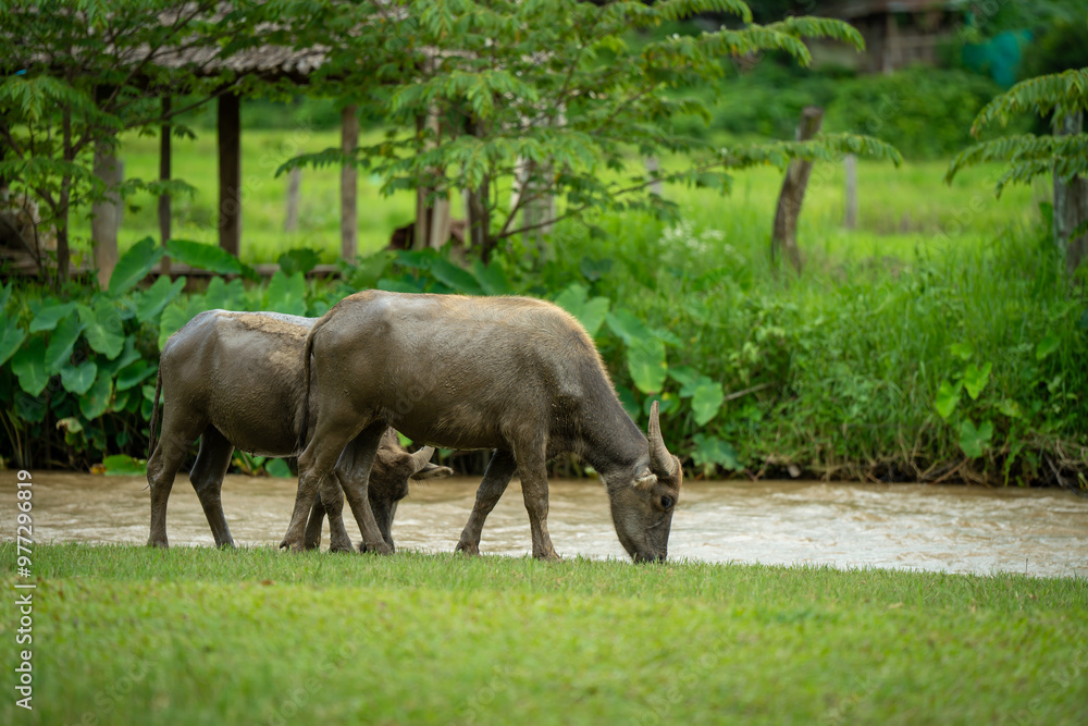 animals cows , buffalo, dog and people lifestyle is peaceful and calm in urban life muaeng kong Chiang dao chiangmai thailand animals cows , buffalo, dog and people lifestyle is peaceful and calm in urban life muaeng kong Chiang dao chiangmai thailand