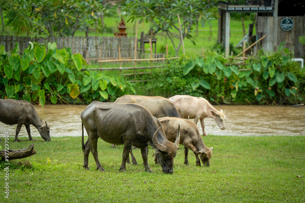 Fototapeta premium animals cows , buffalo, dog and people lifestyle is peaceful and calm in urban life muaeng kong Chiang dao chiangmai thailand 